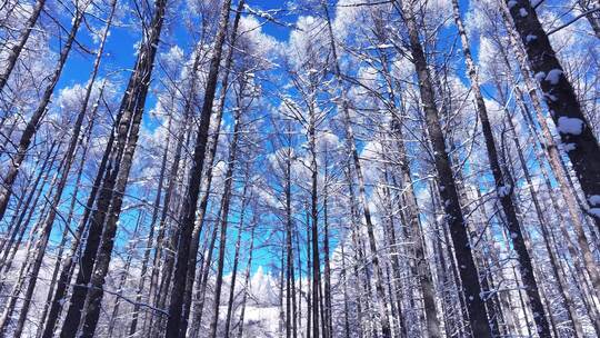 雾凇松林树挂树林雪景