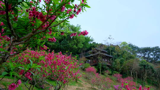 桃花林 树林 春暖花开 桃花坞 桃花园