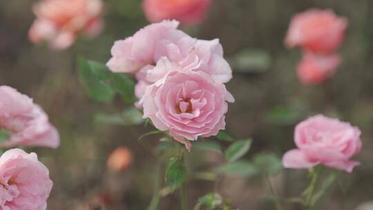 城市里的花——蔷薇