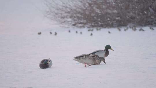 冬季雪地上野生绿头鸭和麻雀在嬉戏飞翔觅食