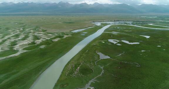 新疆夏季草原风景羊群河边吃草