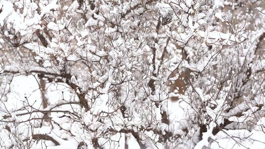 冬天雪景 下雪