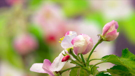 粉红色的Apple Blossom Timelapse视频素材模板下载