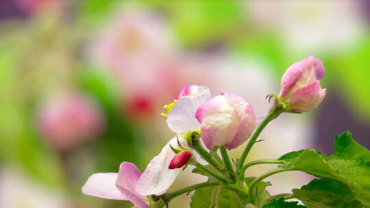 粉红色的Apple Blossom Timelapse