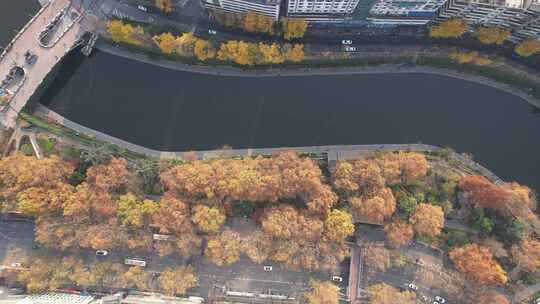 秋天枯黄树枝树叶植物森林城市秋天