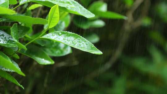 下雨天树叶雨水滴叶子茶树雨水雨滴茶叶特写