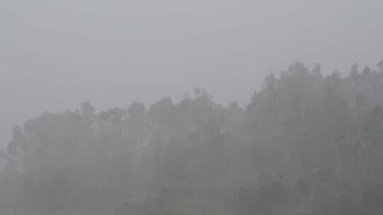 台风森林狂风暴雨风吹树林风吹雨打树木下雨