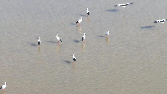 航拍江西鄱阳湖栖息的候鸟