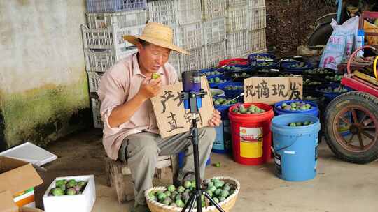 五月脆 五月脆李 采摘 丰收