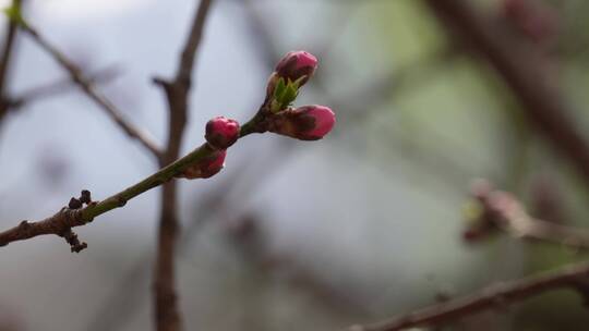 特写花骨朵花蕾花苞花瓣