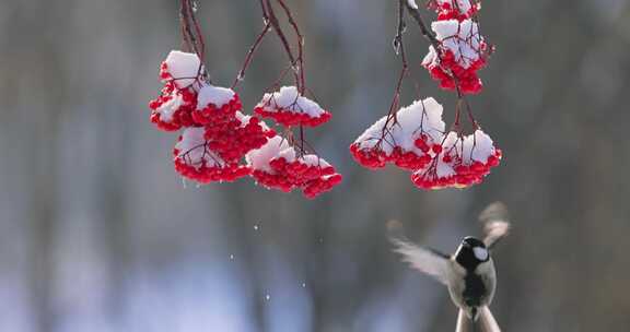 小鸟悬停和枝头覆雪红色浆果特写