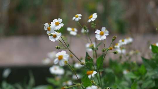 野花花朵花瓣小花开放