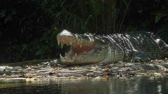 鳄鱼趴在河边潜在水里