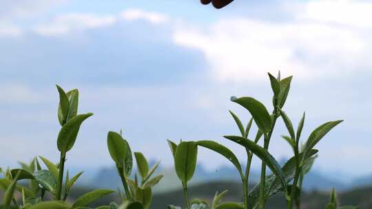 茶叶茶园采茶红茶绿茶春茶采茶