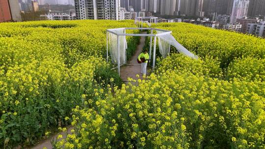 航拍春天中的城东公园油菜花景观 (12)