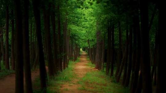林中小路，森林，林荫小路