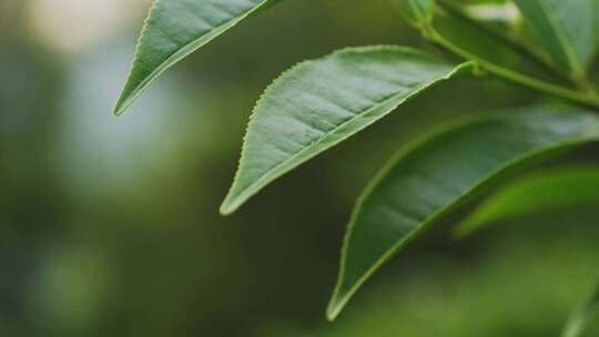 茶叶茶山茶园红茶绿茶春茶