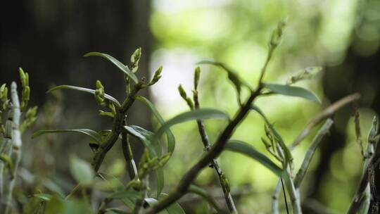 中药材铁皮石斛种植基地采摘石斛加工石斛粉