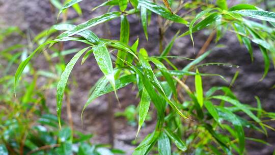 雨水 雨滴 下雨天 雨滴慢动作