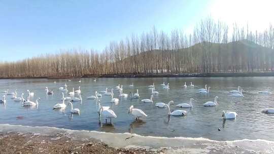 冬日逆光照射的湖里，一群白天鹅戏水