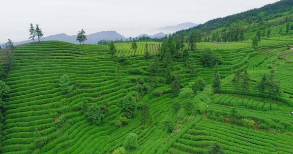 航拍茶园高山绿茶春景