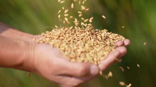 水稻丰收 稻子 金色水稻