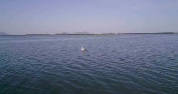 阿尔巴尼亚Vlore盐湖上的鹈鹕