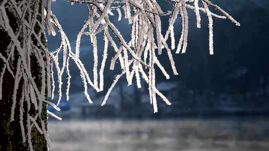 冬天冬季雪景雪松雾凇雪山湖面水雾雾气视频素材模板下载