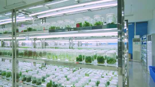 植物种子研究所生物实验室植物培育