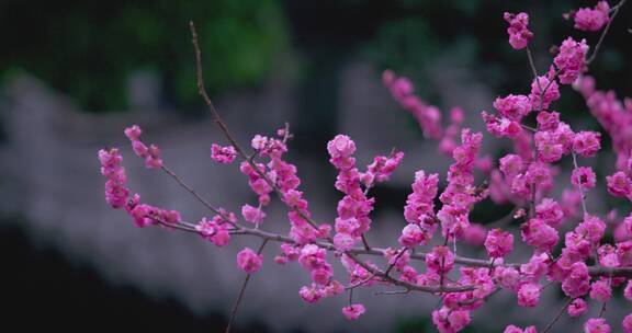 初春盛开的梅花写意空镜