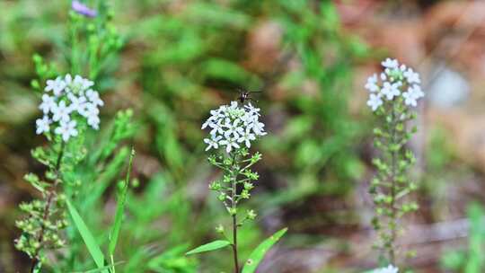 夏季雨后山间野花昆虫采蜜