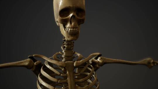 人体 骨骼 骨架 脊柱 脊椎 医学 头骨