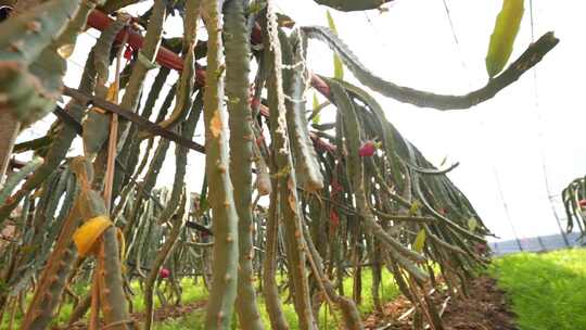 火龙果种植基地