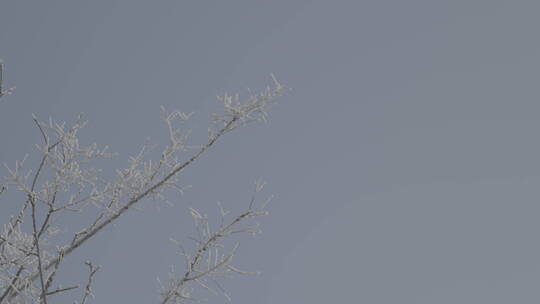 中国华北东北冬季春节新年树叶雾凇自然户外