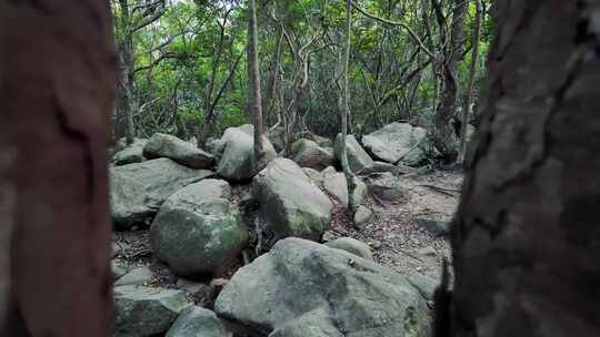 三洲田森林公园石头树木