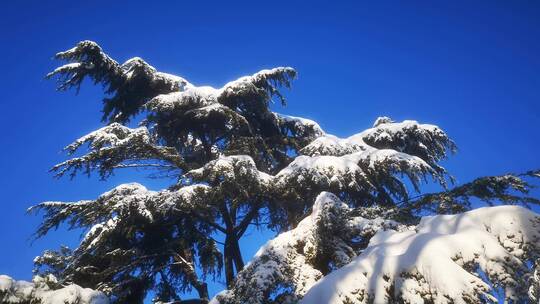 实拍 树枝 树叶 蓝天 冬天 雪景