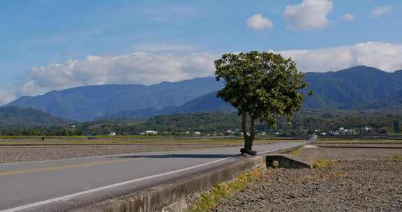 池上水稻草甸田野和阳光