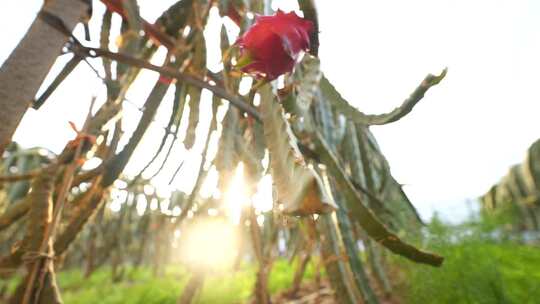 水果种植 火龙果树 火龙果种植基地