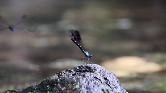 蜻蜓 水 自然