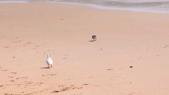 夏天，两只鸽子在海滩上散步的美景。