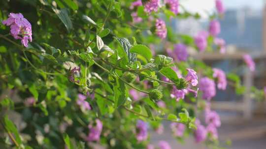 春天 花开 紫色花