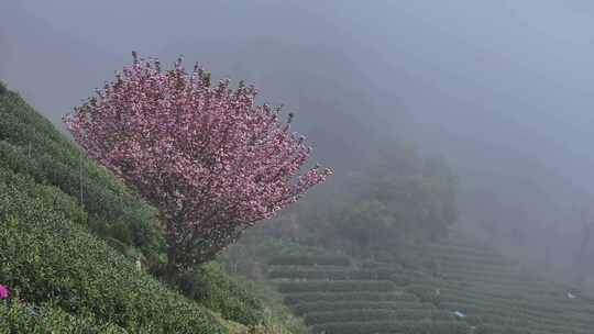 航拍茶山上盛开的粉红色樱花