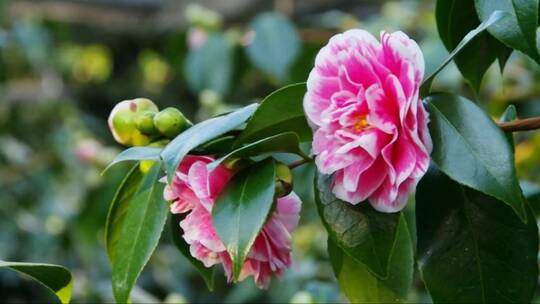 日本山茶花