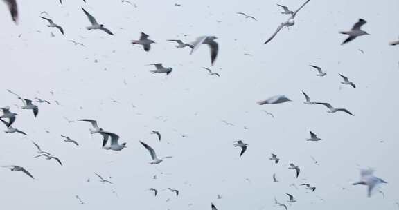 4K海边飞翔的海鸥