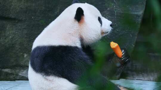 熊猫吃萝卜