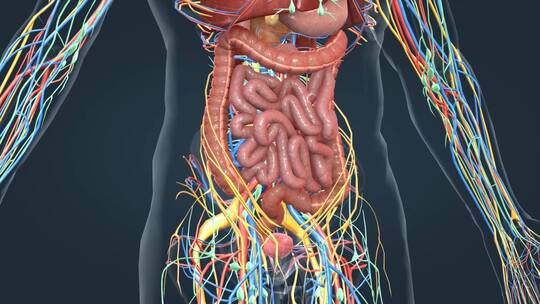医学人体器官肺脏大脑肝脏胆囊胃肠道 (6)