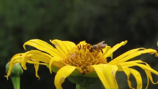 蜜蜂停落在黄色花朵上