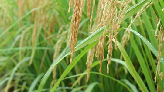 成熟的稻穗水稻特写雨露水珠田野视频素材模板下载