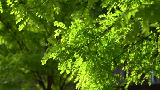 春天夏天绿色植物树叶阳光清晨中午