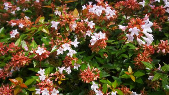 实拍春天盛开鲜花花朵